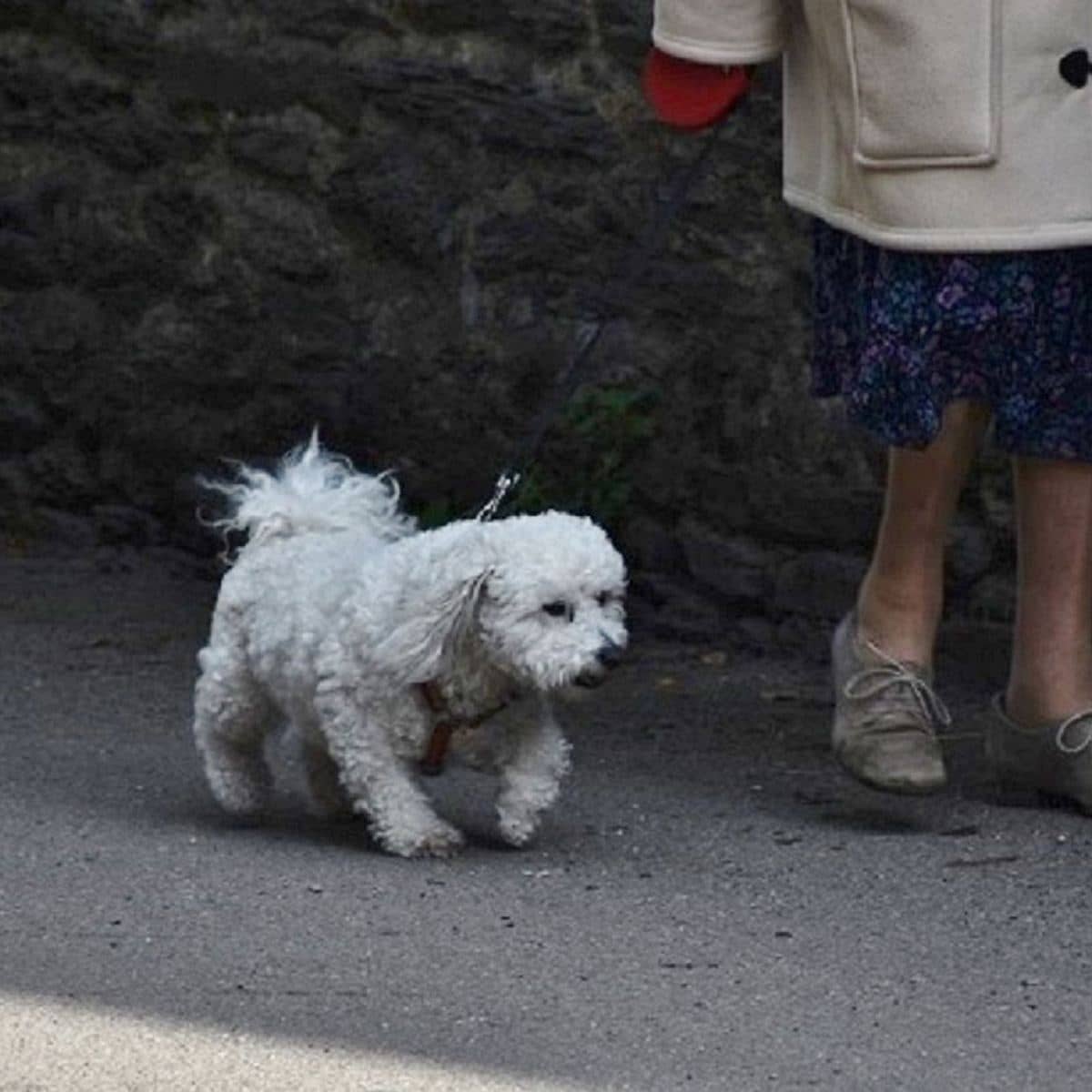 A small white dog on a lead walking beside its owner past a stone wall A small white dog on a lead walking beside its owner past a stone wall
